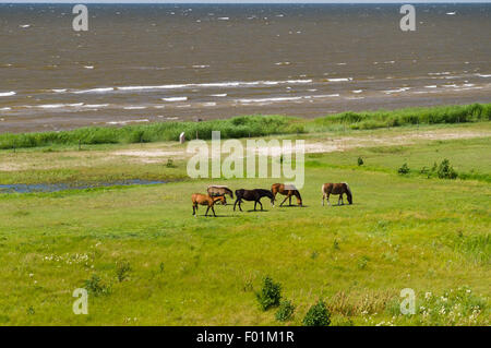 Fünf Pferde weiden auf die grüne saftige Wiese nahe dem Meer, mit Blick auf Ansicht Stockfoto