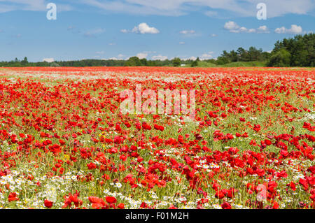 Mohn Blumen Feld unter blauem Himmel Stockfoto