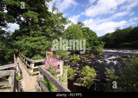 Ein Holzsteg überspannt den Fluss Derwent von Bamford Mill und Weir (im Bild) in Bamford Dorf, Peak District, England uk Stockfoto