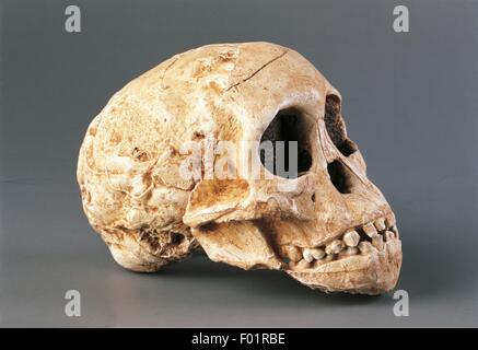 Anthropologie - Schädel der grazile Australopithecus (Australopithecus Africanus). Aus Südafrika, Taung. Stockfoto