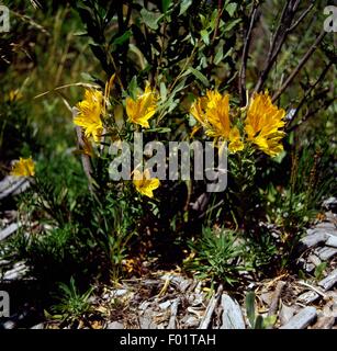 Peruanische Lilie (Alstroemeria Aurantiaca), Nahuel Huapi Nationalpark, Patagonien, Argentinien. Stockfoto