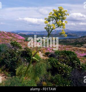 Riesigen Fenchel (Ferula Communis), Caprera Insel, Nationalpark von La Maddalena Archipel, Sardinien, Italien. Stockfoto