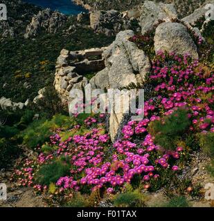 Riesigen Fenchel (Ferula Communis) und Elands Sourfig (Khoi Acinaciformis), Caprera Insel, Nationalpark von La Maddalena Archipel, Sardinien, Italien. Stockfoto