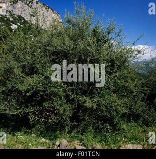 Wilde Oliven (Olea Europaea Sylvestris), Supramonte von Dorgali, Nationalpark im Nationalpark der Bucht von Orosei und Gennargentu, Sardinien, Italien. Stockfoto