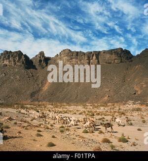 Herde von Kamelen in einem Wadi (trockenes Flussbett), in der Nähe der Oase von Arak, Algerien. Stockfoto