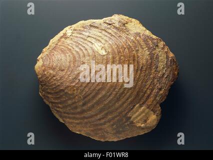 Fossilien - Protostomia - Mollusken - Bivalvia - Inoceramus Balticus - Kreidezeit. Stockfoto