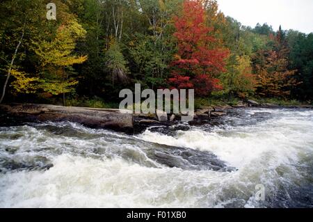 Habichtsbitterkraut River, Algonquin Provincial Park, Ontario, Kanada. Stockfoto