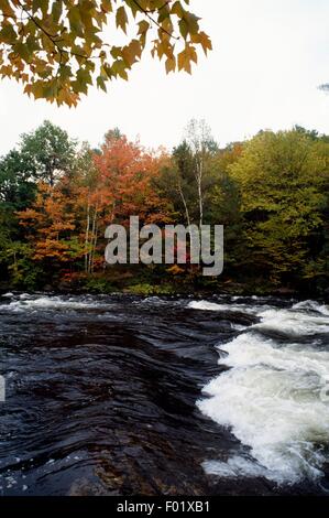 Habichtsbitterkraut River, Algonquin Provincial Park, Ontario, Kanada. Stockfoto