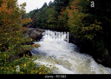 Habichtsbitterkraut River, Algonquin Provincial Park, Ontario, Kanada. Stockfoto