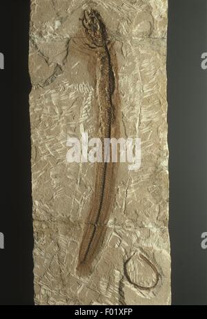 Formosissimus Fossil aus eozänen Periode Stockfoto