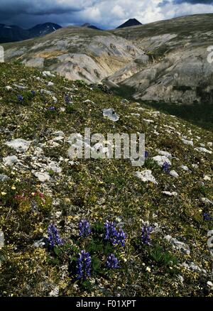 Arktis Lupine (Lupinus Arcticus), Mackenzie Mountains, Kanada. Stockfoto