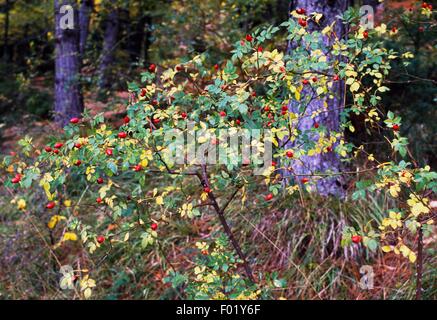 Falsche Früchte der Heckenrose (Rosa Canina), Casentino Forest National Park, Monte Falterona Campigna, Toskana, Italien. Stockfoto