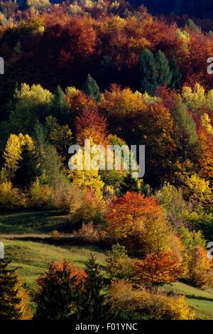 Europäische Lärche, Norwegen Fichte, Buche und Birke Holz, Cavedago, Trentino-Alto Adige, Italien. Stockfoto