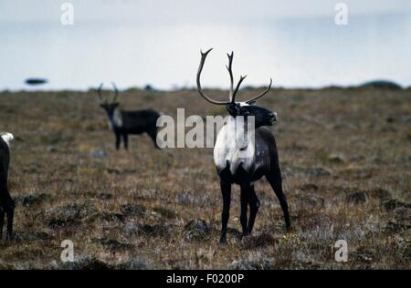 Erwachsene männliche Woodland Caribou (Rangifer Tarandus Caribou), Yukon, Kanada. Stockfoto