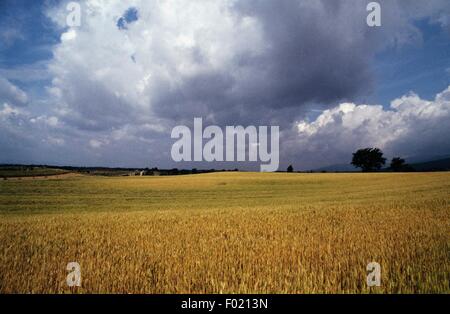 Wolken auf einem Weizenfeld in der Nähe von Arezzo, Toskana, Italien. Stockfoto