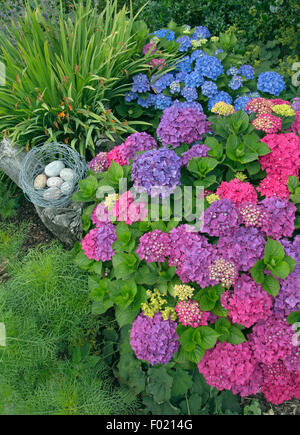 Hortensien in Grenze mit Vögel nisten Gartenverzierung Ende Juli Stockfoto