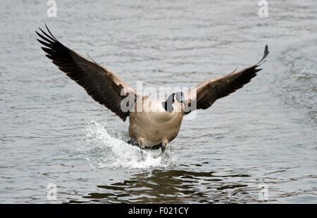 Kanadagans Branta Canadensis Landung auf Wasser Solway Firth Schottland Stockfoto