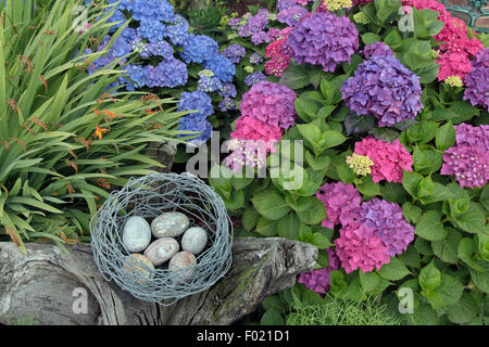 Hortensien in Grenze mit Vögel nisten Gartenverzierung Ende Juli Stockfoto