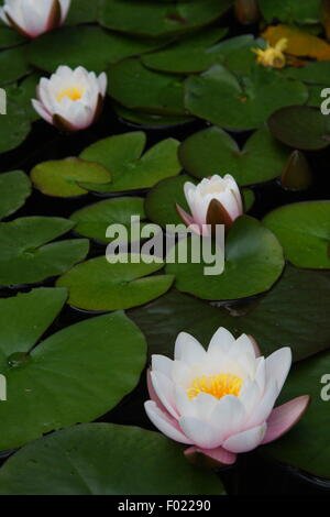 Die Europäische Weiße Seerose (Nymphaea Alba) auch bekannt als weißer Lotus, Wildwasser-Rose oder Nenuphar, in einem öffentlichen Garten Teich Stockfoto