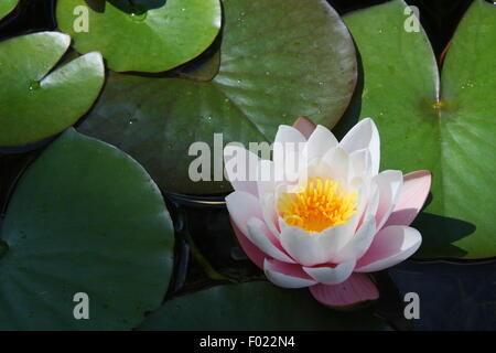 Die Europäische Weiße Seerose (Nymphaea Alba) auch bekannt als weißer Lotus, Wildwasser-Rose oder Nenuphar, in einem öffentlichen Garten Teich Stockfoto