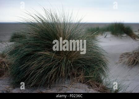 Sanddünen Vegetation, regionaler Naturpark der Camargue (Parc Naturel regional de Camargue), Provence-Alpes-Cote d ' Azur, Frankreich. Stockfoto