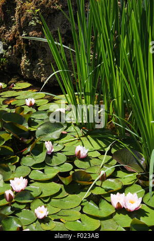 Die Europäische Weiße Seerose (Nymphaea Alba) auch bekannt als weißer Lotus, Wildwasser-Rose oder Nenuphar, in einem öffentlichen Garten Teich Stockfoto