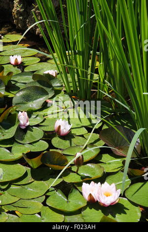 Die Europäische Weiße Seerose (Nymphaea Alba) auch bekannt als weißer Lotus, Wildwasser-Rose oder Nenuphar, in einem öffentlichen Garten Teich Stockfoto