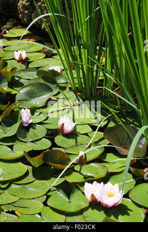 Die Europäische Weiße Seerose (Nymphaea Alba) auch bekannt als weißer Lotus, Wildwasser-Rose oder Nenuphar, in einem öffentlichen Garten Teich Stockfoto