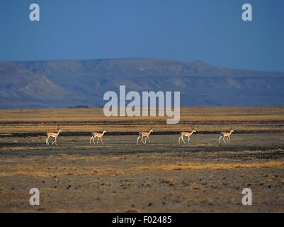 Grant Gazellen (Nanger Grantii), Sibiloi-Nationalpark, Kenia. Stockfoto