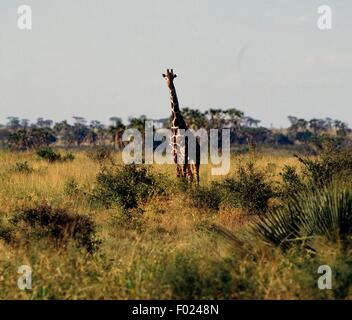 Retikuliert Giraffe (Giraffa Plancius Reticulata de Winton), Meru National Park, Kenia. Stockfoto