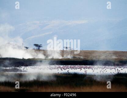 Hot Springs, Lake Bogoria National Reserve, Kenia. Stockfoto