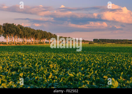 Ackerland in der Nähe von Stadskanaal im Nord-östlichen Teil der Niederlande. Stockfoto