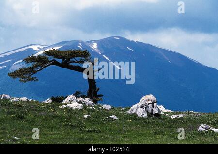 Bosnische Kiefer (Pinus Heldreichii), Pollino Plain, Nationalpark Pollino, Basilikata, Italien. Stockfoto
