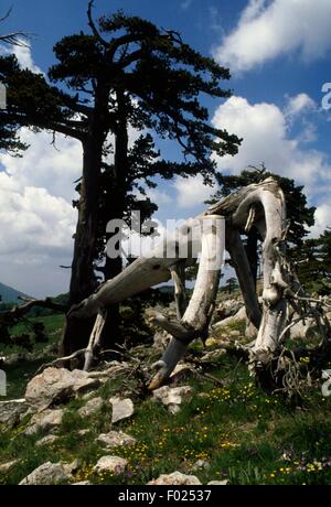 Bosnische Kiefern (Pinus Heldreichii), Nationalpark Pollino, Basilikata, Italien. Stockfoto