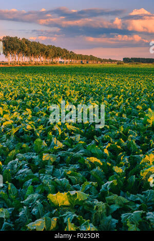 Ackerland in der Nähe von Stadskanaal im Nord-östlichen Teil der Niederlande. Stockfoto