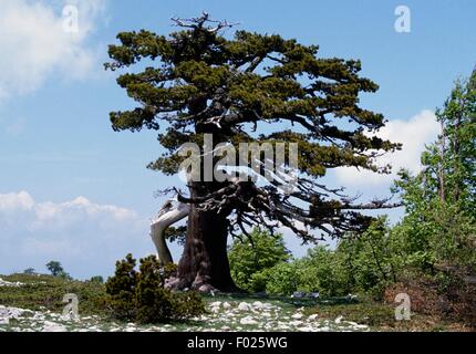 Jahrhunderte alte bosnische Kiefer (Pinus Heldreichii), das große Tor des Pollino Nationalpark Pollino, Basilikata, Italien. Stockfoto