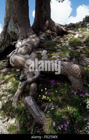 Bosnische Kiefer Wurzeln (Pinus Heldreichii), Nationalpark Pollino, Basilikata und Kalabrien, Italien. Stockfoto