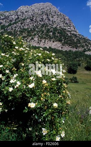 Landschaft um das Heiligtum der Madonna Delle Armi in Richtung San Lorenzo Bellizzi, Nationalpark Pollino, Kalabrien, Italien. Stockfoto