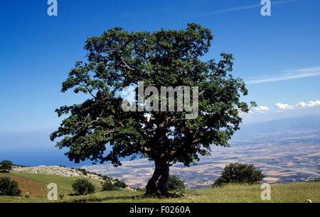 Landschaft um das Heiligtum der Madonna Delle Armi in Richtung San Lorenzo Bellizzi, Nationalpark Pollino, Kalabrien, Italien. Stockfoto