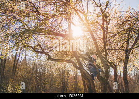 Junge, die einen Baum klettern Stockfoto