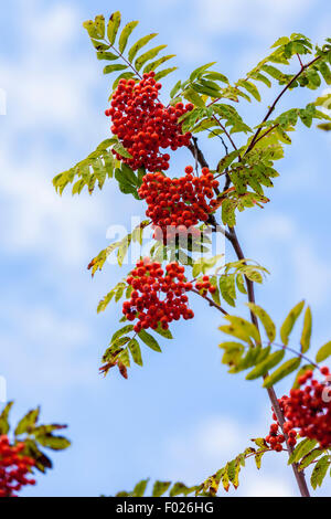 Rowan. Sorbus Aucuparia Rosengewächse. Stockfoto