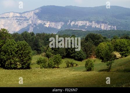 Vegetation, Vercors regionalen Naturpark (Parc Naturel regional du Vercors), Frankreich. Stockfoto