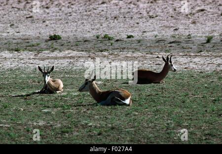 Springbock (Antidorcas Marsupialis), Kgalagadi Transfrontier Park, Südafrika. Stockfoto