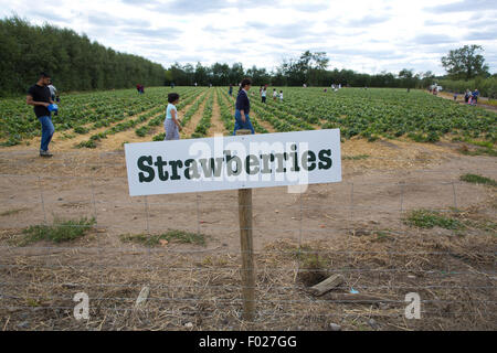 Wählen Sie Ihr eigenes Obst und Gemüse Bauernhof, Garsons, Esher, Surrey, England, UK Stockfoto