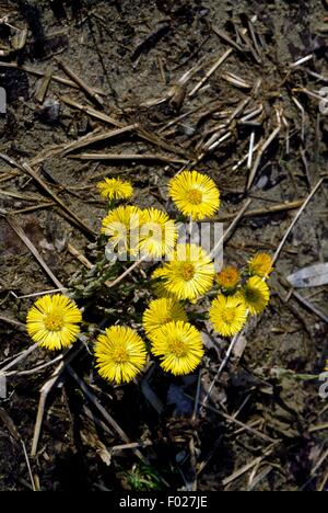 Huflattich (Tussilago Farfara), Ticino Park, Lombardei, Italien. Stockfoto