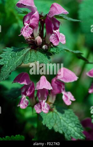 Blumen von einem engen blätterte Red Hempnettle (Galeopsis Ladanum), Ticino Park, Piemont, Italien. Stockfoto