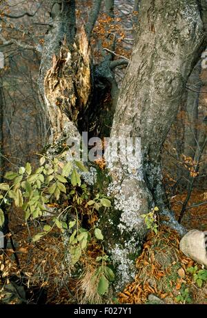 Alte Buche (Fagus sp), Orecchiella Naturpark, Garfagnana, Toskana, Italien. Stockfoto