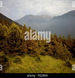 Kiefern (Pinus sp), Orsiera-Rocciavre Naturpark obere Val Chisone, Piemont, Italien. Stockfoto