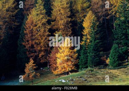 Europäische Lärche, Norwegen Fichte, Buche und Birke Holz, Malga d'Arza, Cunevo, Brenta Dolomiten, Trentino-Südtirol Region, Italien. Stockfoto