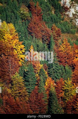 Europäische Lärche, Norwegen Fichte, Buche und Birke Holz, Malga d'Arza, Cunevo, Brenta Dolomiten, Trentino-Südtirol Region, Italien. Stockfoto